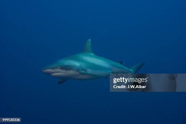 grey reef shark (carcharhinus amblyrhynchos), pacific ocean, palau - requiem shark stock pictures, royalty-free photos & images