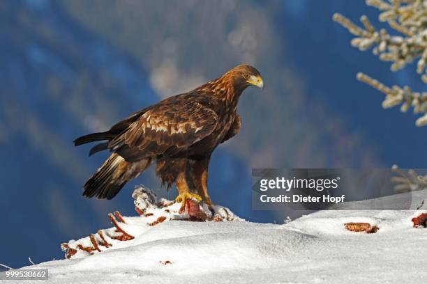golden eagle (aquila chrysaetos) on carcass, montafon, vorarlberg, austria - montafon valley stock pictures, royalty-free photos & images