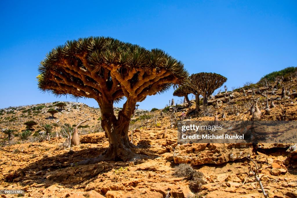 Socotra Dragon Trees or Dragon Blood Trees (Dracaena cinnabari), Homhil protected area, island of Socotra, Yemen