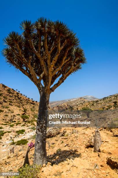 socotra dragon tree or dragon blood tree (dracaena cinnabari), homhil protected area, island of socotra, yemen - dragon blood tree stock pictures, royalty-free photos & images