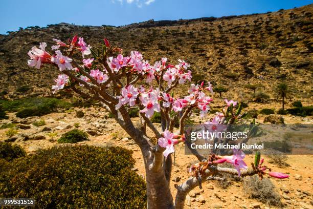 desert rose tree (adenium obesum) in bloom, endemic species, homhil protected area, island of socotra, yemen - desert rose socotra stock pictures, royalty-free photos & images