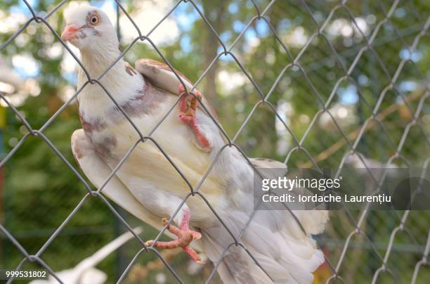 purebred dove white pigeon - dove foto e immagini stock
