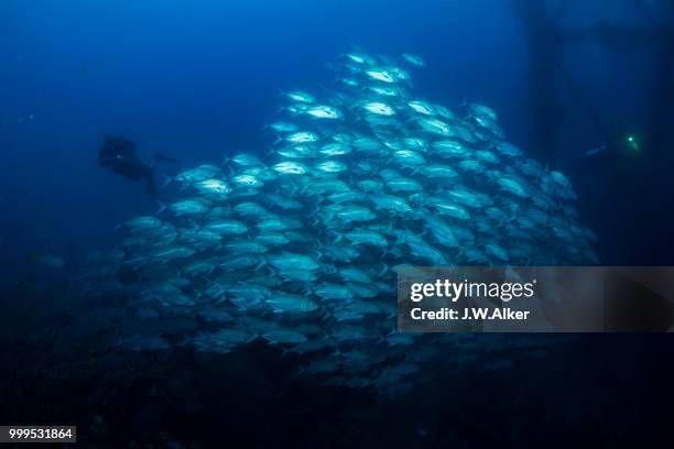 bigeye trevally (caranx sexfasciatus), school of trevallies in the wreck of the iro maru, palau - ray finned fish stock-fotos und bilder