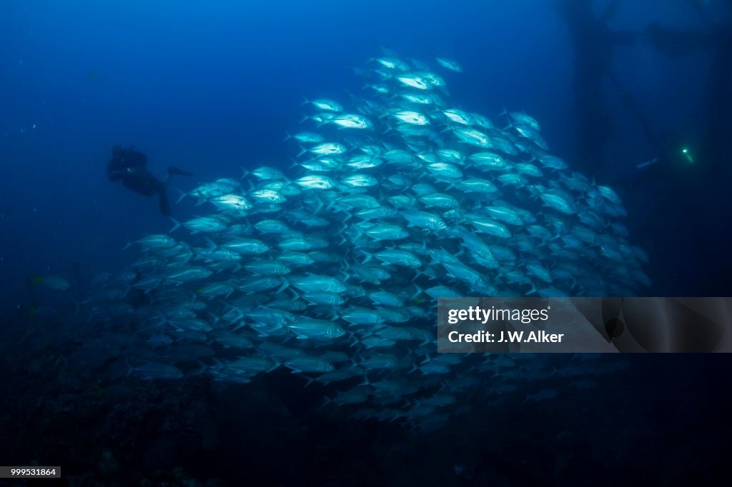 Bigeye Trevally (Caranx sexfasciatus), school of trevallies in the wreck of the Iro Maru, Palau
