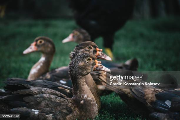 flock of ducks in backyard - muscovy duck stock pictures, royalty-free photos & images