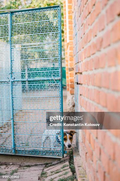 dog looking out of fence - animal representation stock pictures, royalty-free photos & images