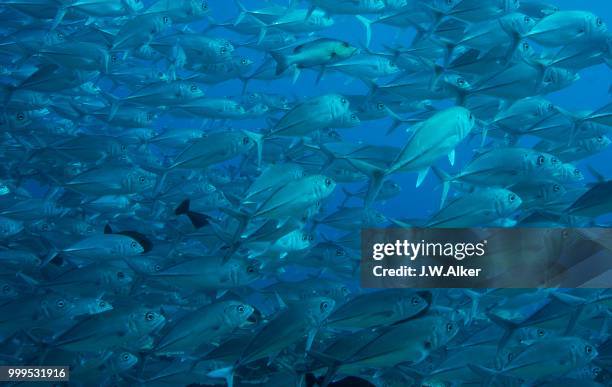bigeye trevally (caranx sexfasciatus), school of trevallies, palau - ray finned fish stock-fotos und bilder