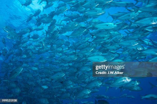 bigeye trevally (caranx sexfasciatus), school of trevallies, palau - ray finned fish stock-fotos und bilder