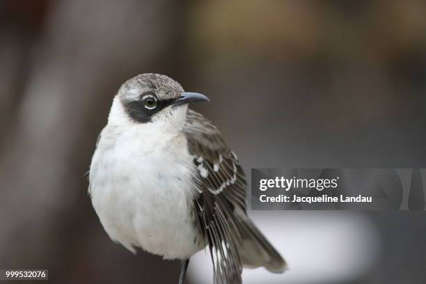 galapagos mockingbird - landau stock pictures, royalty-free photos & images