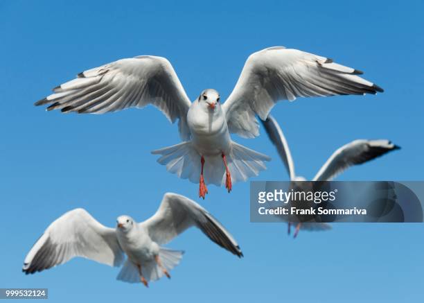 black-headed gulls (larus ridibundus, chroicocephalus ridibundus) in flight, mecklenburg-western pomerania, germany - black headed gull stock pictures, royalty-free photos & images