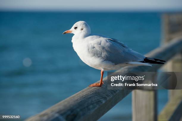 black-headed gull (larus ridibundus, chroicocephalus ridibundus), perched on the railing of prerow pier, mecklenburg-western pomerania, germany - pomerania stock pictures, royalty-free photos & images