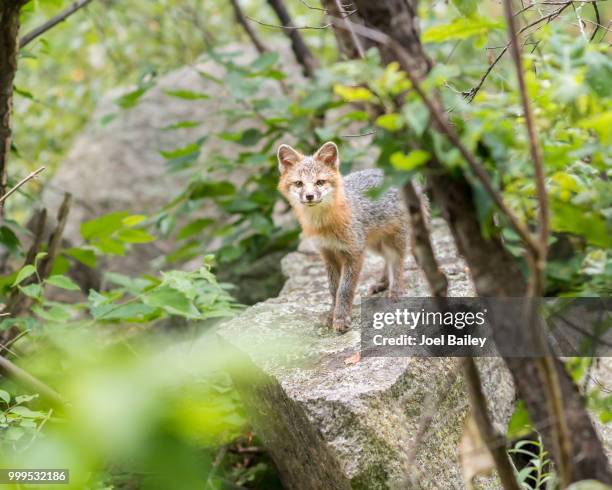 hidden fox photography - graufuchs stock-fotos und bilder