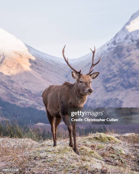 glen etive monarch #1 - glen etive stock pictures, royalty-free photos & images