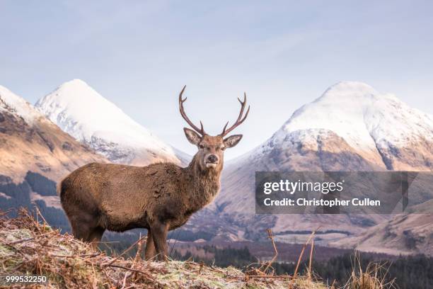 glen etive monarch #6 - glen etive stockfoto's en -beelden