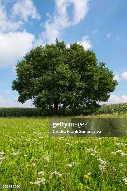 solitary pedunculate oak (quercus robur), in summer, lower saxony, germany - inflorescence stock pictures, royalty-free photos & images