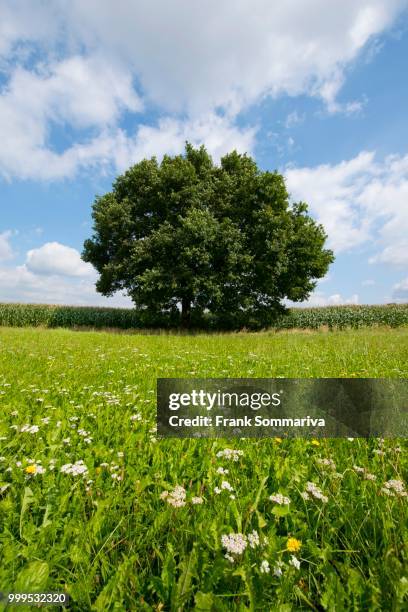 solitary pedunculate oak (quercus robur), in summer, lower saxony, germany - inflorescence stock pictures, royalty-free photos & images