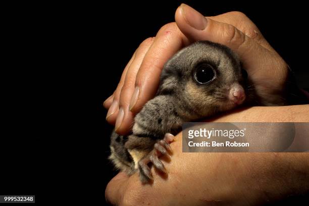 sugar glider - sugar glider stock pictures, royalty-free photos & images