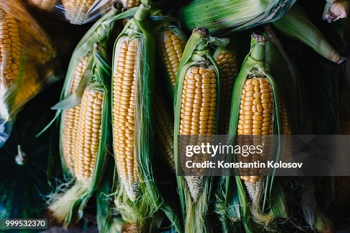 Corns on cobs in stack Corns on cobs in stack