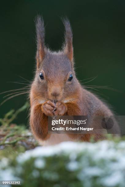 red squirrel (sciurus vulgaris), emsland, lower saxony, germany - tree squirrel stock-fotos und bilder