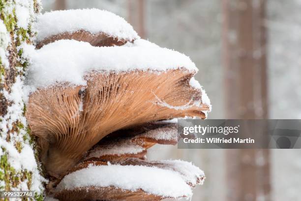 snow-covered oyster mushrooms (pleurotus ostreatus), hesse, germany - agaricales stock pictures, royalty-free photos & images
