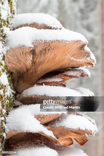 snow-covered oyster mushrooms (pleurotus ostreatus), hesse, germany - agaricales stock pictures, royalty-free photos & images
