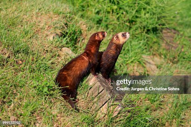 european polecats (mustela putorius), pair, alert, surrey, england, united kingdom - puzzola foto e immagini stock