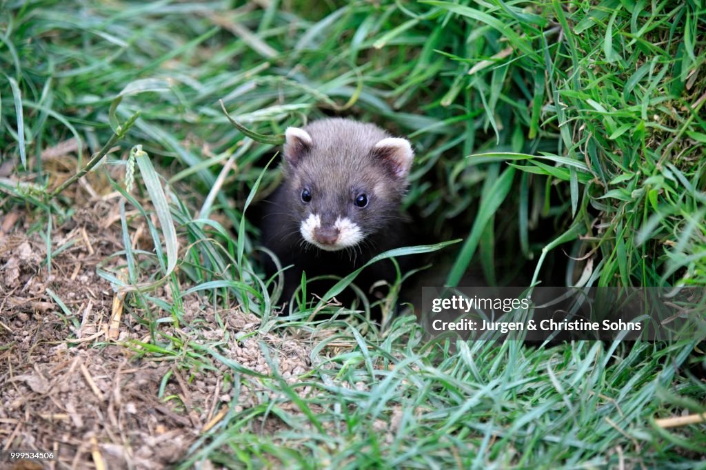 European Polecat (Mustela putorius), young at the burrow, Surrey, England, United Kingdom