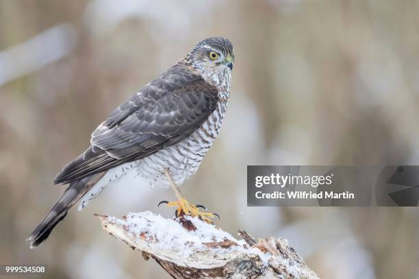 eurasian sparrowhawk (accipiter nisus), adult female perched on snow-covered deadwood, hesse, germany - sparrowhawk stockfoto's en -beelden