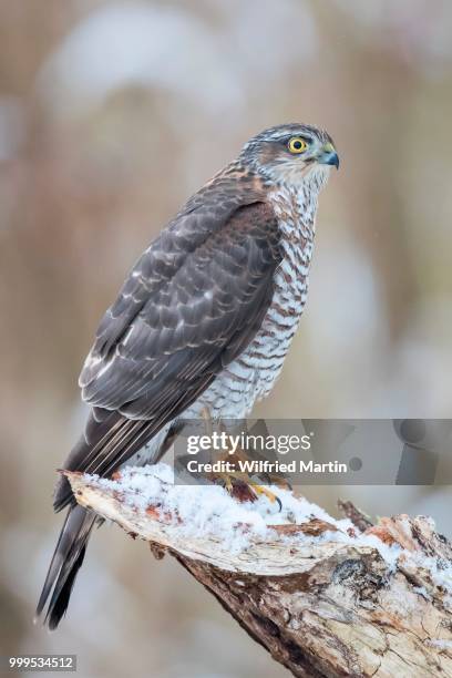 eurasian sparrowhawk (accipiter nisus), adult female perched on snow-covered deadwood, hesse, germany - sparrowhawk stock pictures, royalty-free photos & images