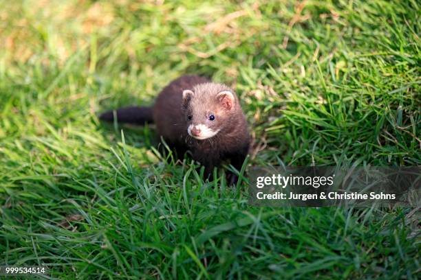 european polecat (mustela putorius), young, alert, surrey, england, united kingdom - puzzola foto e immagini stock