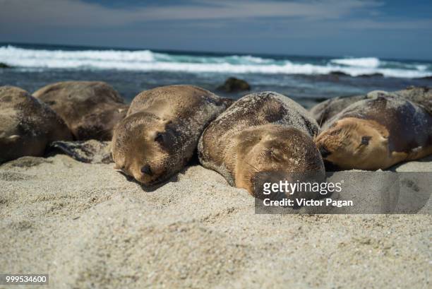sandy naps - galapagos sea lion stock pictures, royalty-free photos & images