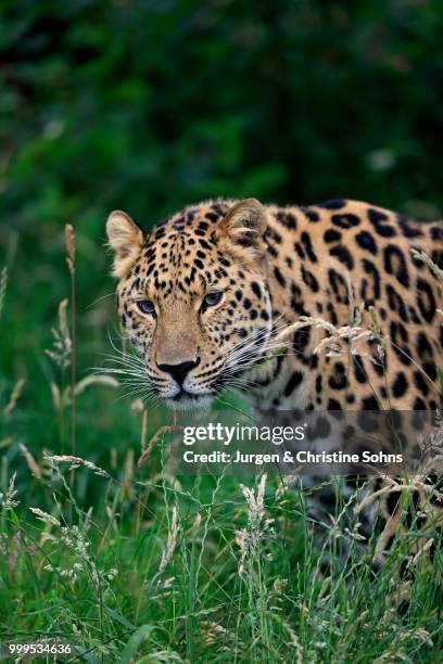 amur leopard (panthera pardus orientalis), adult, native to asia, captive, england, united kingdom - amur leopard fotografías e imágenes de stock