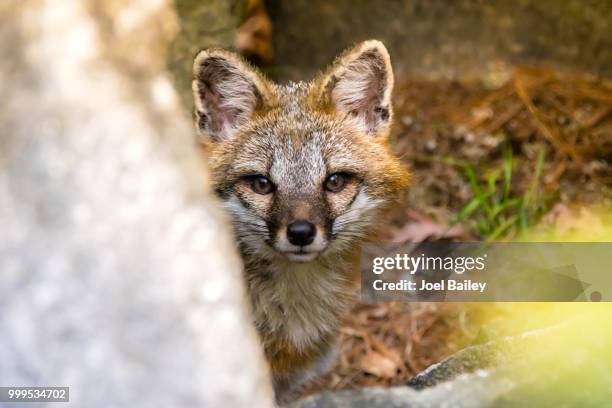 hidden fox photography - graufuchs stock-fotos und bilder