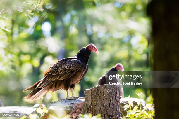 hidden fox photography - turkey vulture stock pictures, royalty-free photos & images