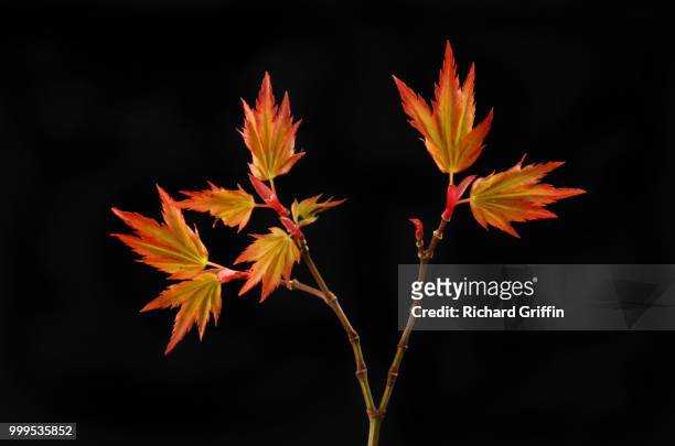 fresh spring acer leaves against black - arrowwood 個照片及圖片檔