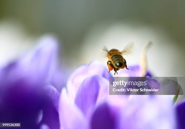 the bee was photographed from behind. - schneider stock pictures, royalty-free photos & images