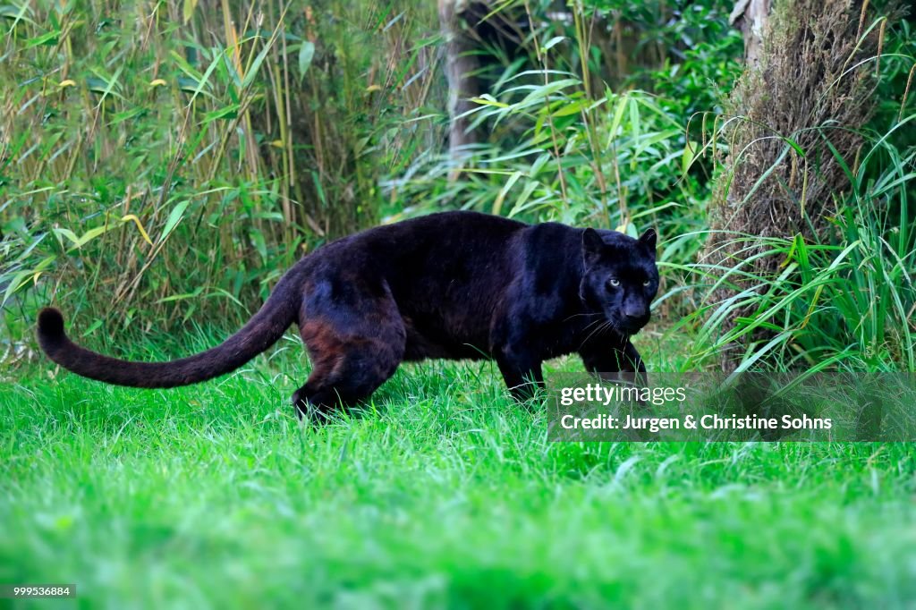 Panthera Biggest Cat In The Cat Family Panther Largest Of Cat