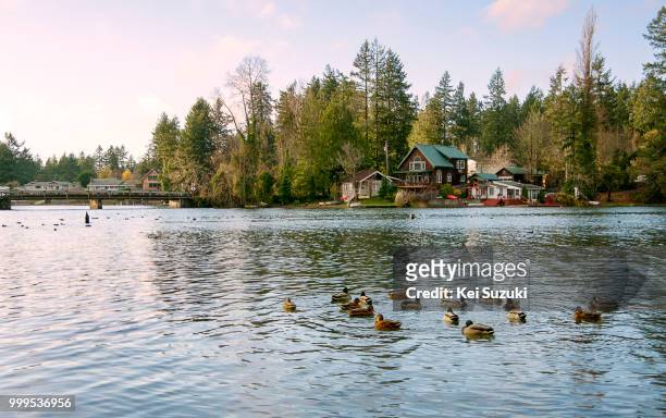 duck pond - kei stock pictures, royalty-free photos & images