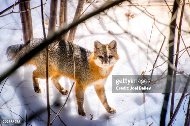 hidden fox photography - graufuchs stock-fotos und bilder