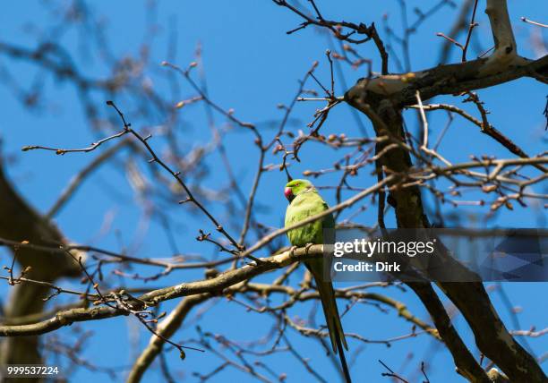 parrot - dirk fotografías e imágenes de stock