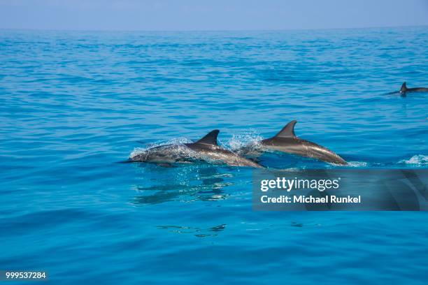 bottlenose dolphins (tursiops truncatus), qalansia, island of socotra, yemen - marine mammal center stock pictures, royalty-free photos & images