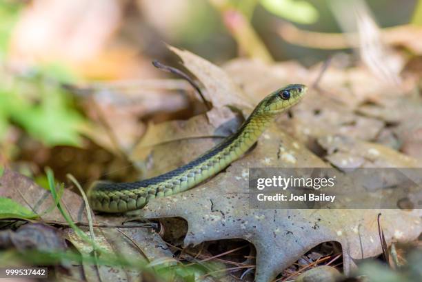 hidden fox photography - garter snake stock-fotos und bilder