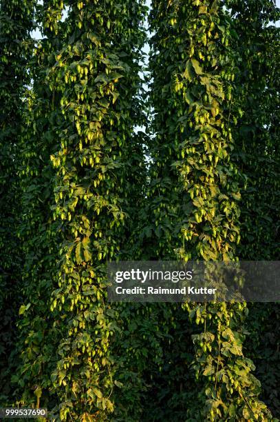hop plants (humulus lupulus), ready for harvesting, hop garden, biburg, hallertau or holledau area, lower bavaria, bavaria, germany - baja baviera fotografías e imágenes de stock