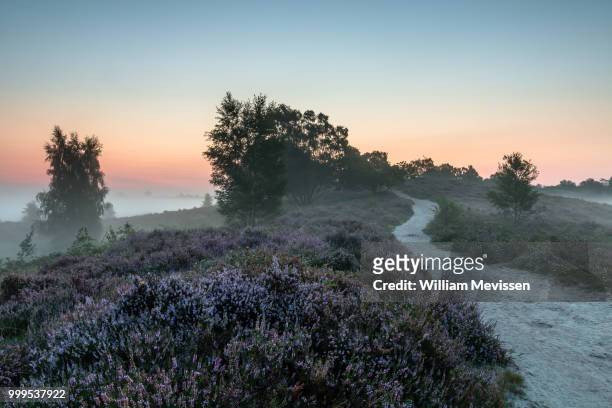 misty heather path de hamert - william mevissen stock pictures, royalty-free photos & images
