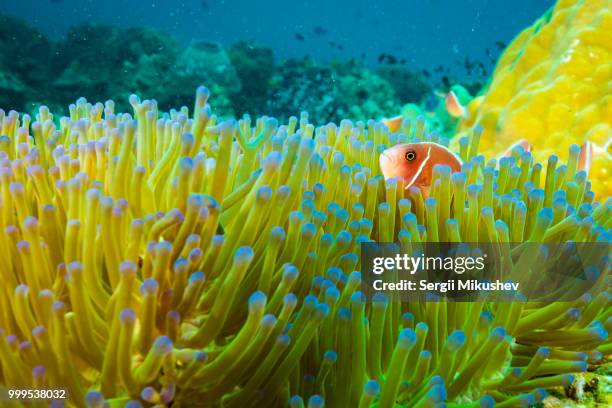 Anemone Carpet High-Res Stock Photo