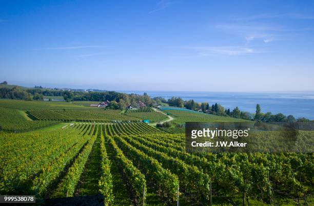 vineyards on lake constance, meersburg, baden-wuerttemberg, germany - meersburg stock pictures, royalty-free photos & images