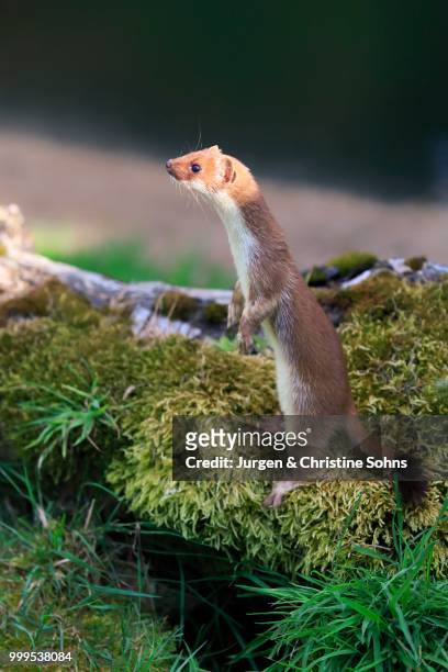 ermine (mustela erminea), adult, alert, standing upright, surrey, england, united kingdom - mustela erminea stock pictures, royalty-free photos & images
