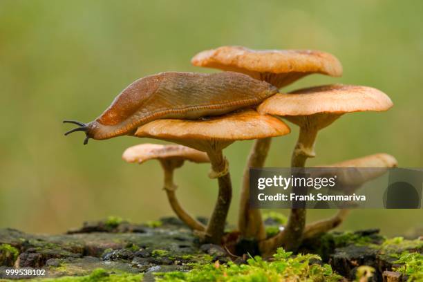 spanish slug (arion vulgaris) on a dark honey fungus (armillaria ostoyae), lower saxony, germany - agaricales stock pictures, royalty-free photos & images