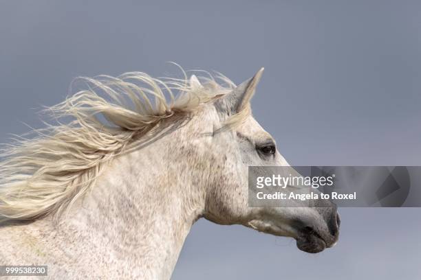 head portrait, arab full-blood horse, mare, galloping, north rhine-westphalia, germany - angela stock pictures, royalty-free photos & images
