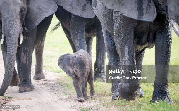 walking in the footsteps of giants - gary proctor stock pictures, royalty-free photos & images